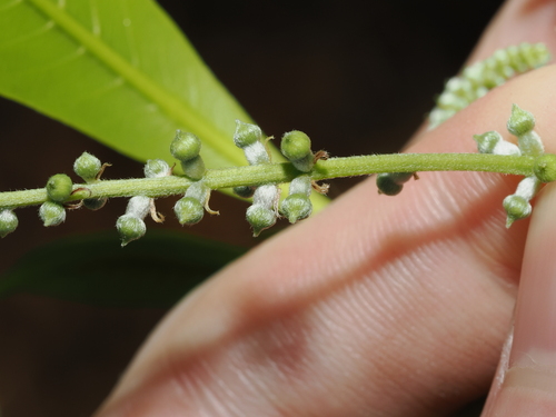Terminalia microcarpa, photograph 3