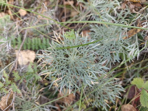 Artemisia sericea, photograph 6