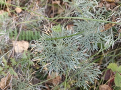 Artemisia sericea, photograph (c) Евгений Маринкин, some rights reserved (CC BY)