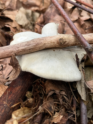Aniseed Funnel