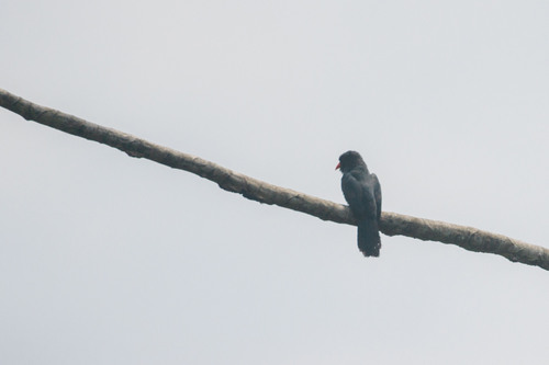 Black-fronted Nunbird