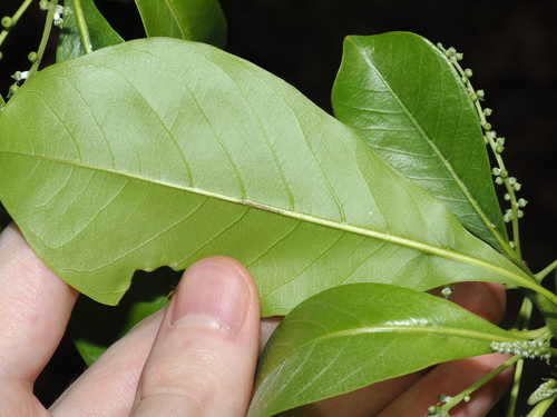 Terminalia microcarpa, photograph 5