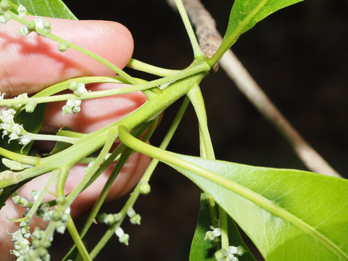 Terminalia microcarpa, photograph 4