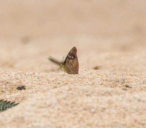 Agathina Emperor