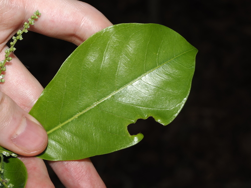 Terminalia microcarpa, photograph 6