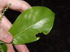 Terminalia microcarpa, photograph (c) Thomas Mesaglio, some rights reserved (CC BY)
