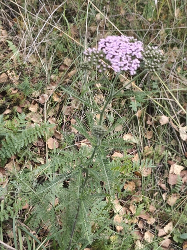Achillea asiatica, photograph 3