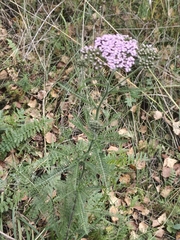 Achillea asiatica, photograph (c) Евгений Маринкин, some rights reserved (CC BY)