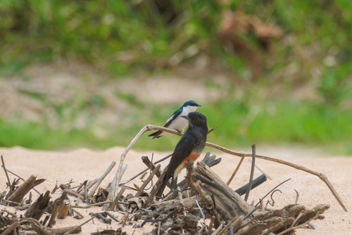 White-winged Swallow