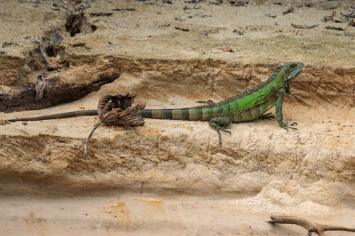 Green Iguana