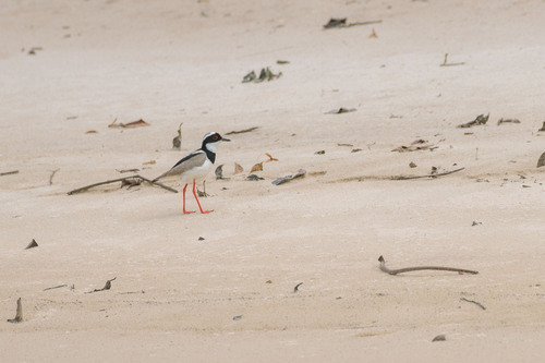 Pied Plover