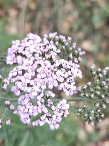 Achillea asiatica, photograph 4