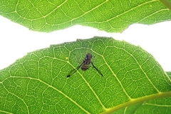 Bactrocera cucurbitae