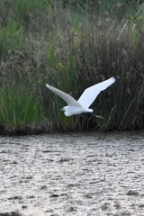 Egretta garzetta