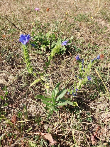 viper's-bugloss