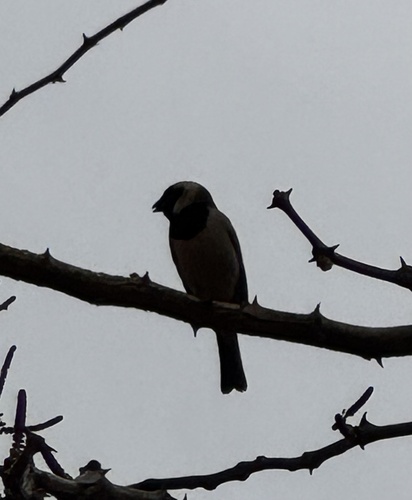 Arid Cape Sparrow