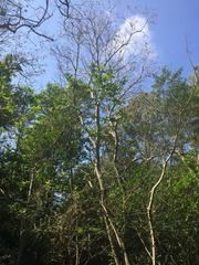 Heliocarpus appendiculatus