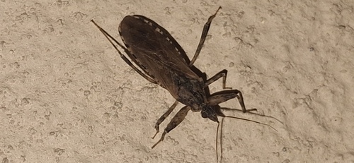 Oncocephalus squalidus