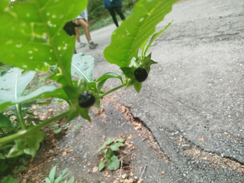 Deadly Nightshade