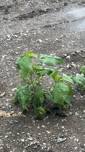 velvetleaf