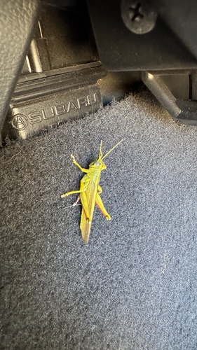 Green Bird Grasshopper