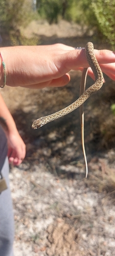 Western Montpellier Snake