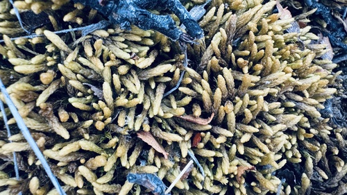 Aulacomnium turgidum observed 2026-09-09