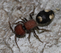 Mutilla quinquemaculata