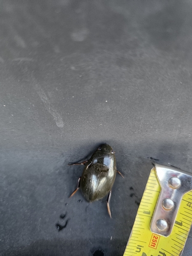 Giant Water Scavenger Beetle