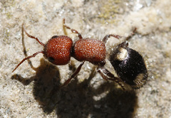 Mutilla quinquemaculata