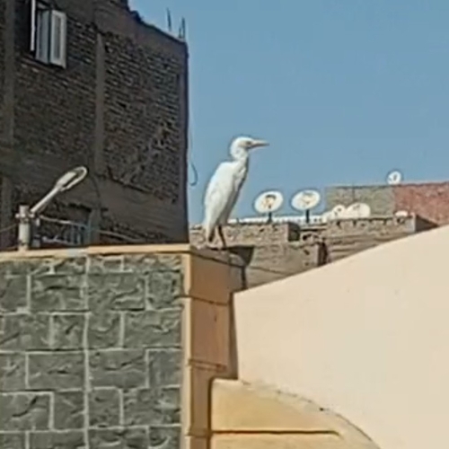 iNaturalist image