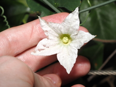 Coccinia grandis