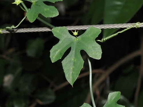 Coccinia grandis, photograph 2