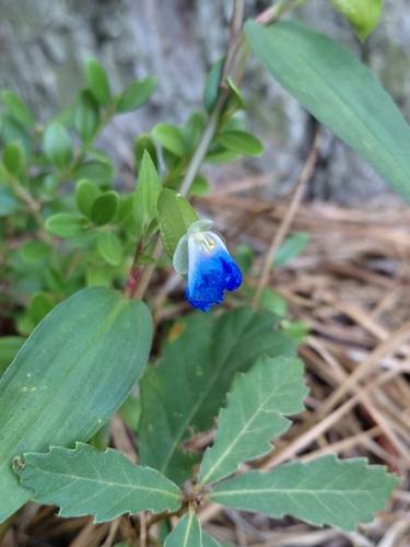 Asiatic dayflower