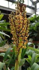 Polystachya paniculata