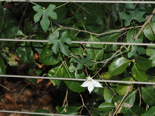 Coccinia grandis, photograph 3