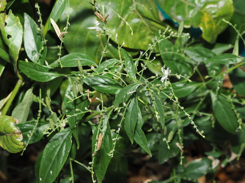 Andrographis paniculata