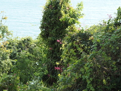 Antigonon leptopus, photograph (c) Thomas Mesaglio, some rights reserved (CC BY)