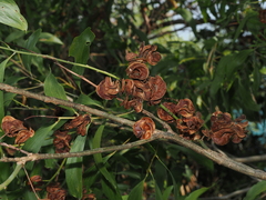 Acacia auriculiformis