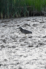 Nycticorax nycticorax