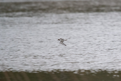iNaturalist image