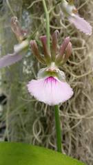 Eulophia guineensis