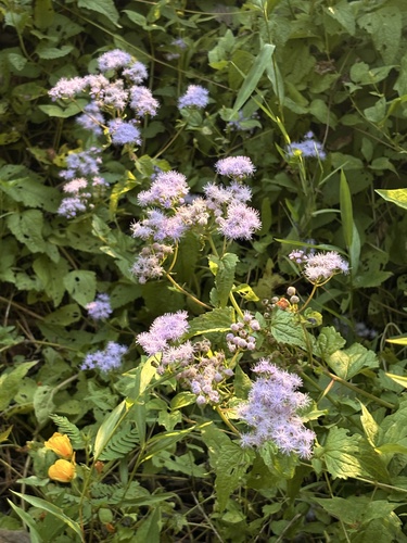 blue mistflower
