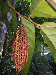 Tetrathylacium macrophyllum