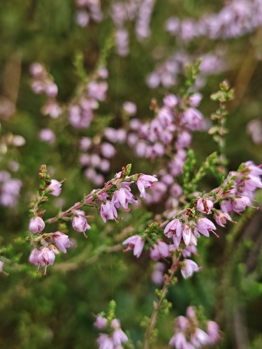 common heather
