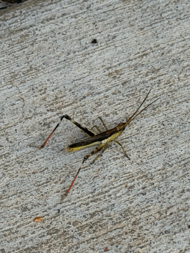 Slender Range Grasshopper