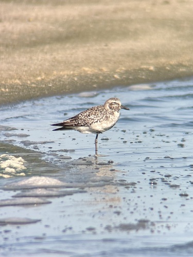 iNaturalist image