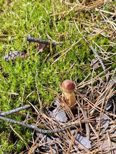 Aureoboletus projectellus