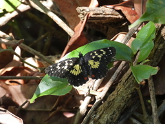 Chlosyne poecile