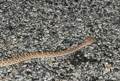 Crotalus ruber ruber